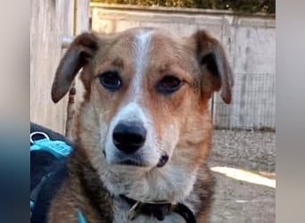 Goldige Alba sucht ihr eigenes Körbchen