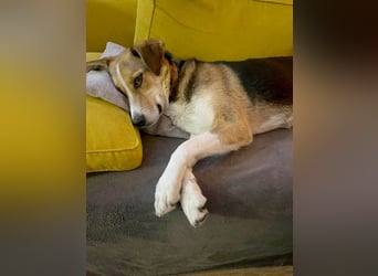 Goldige Alba sucht ihr eigenes Körbchen