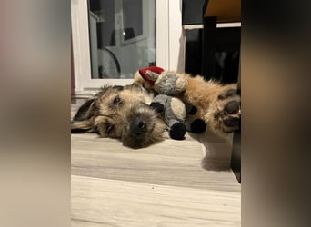 Hübscher Murphy sucht sein eigenes Körbchen