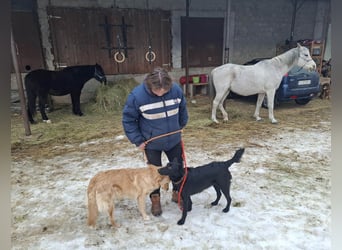 Hübsche Margo sucht ihr Körbchen