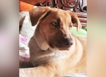 Knuffiger Toby sucht seine Familie