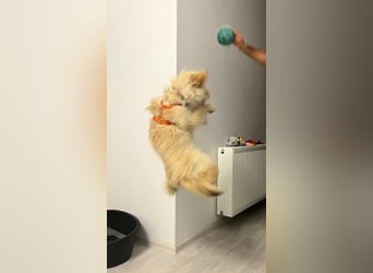 Zuckersüße Radya sucht ihr Zuhause