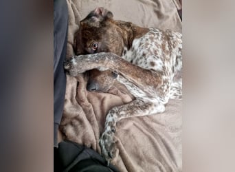 Stella hat schon viel dazu gelernt, wer gibt ihr ein Zuhause?