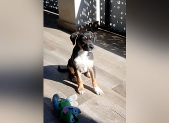 Knuffiger Boston sucht seine Familie