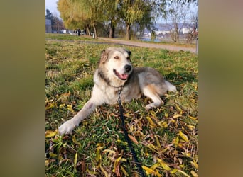 Fistic, süßer Dreibeiner, möchte auch so gerne eine Familie. Wer gibt ihm eine Chance?