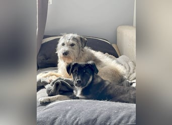 Sio, Bruder von Sally und Sully sucht auch seine Familie