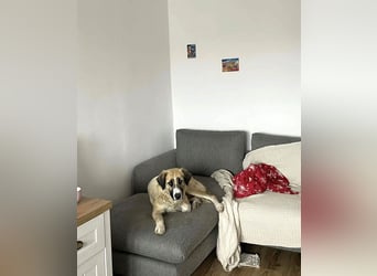 Große Odette sucht ihr eigenes Zuhause