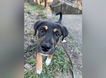 Knuffiger Boston sucht seine Familie