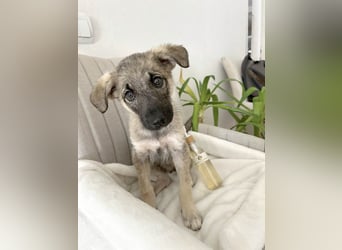 Goldige Miraya sucht ihre Menschen