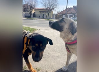 Große Odette sucht ihr eigenes Zuhause