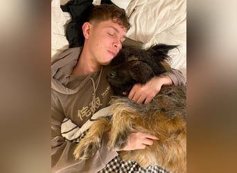 Wuscheliger Grey sucht seine Familie