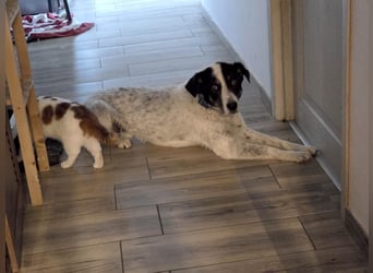 Toto sucht ein liebevolles Zuhause