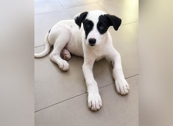 Goldige Melba sucht ihr eigenes Körbchen