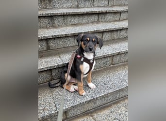 Knuffiger Boston sucht seine Familie