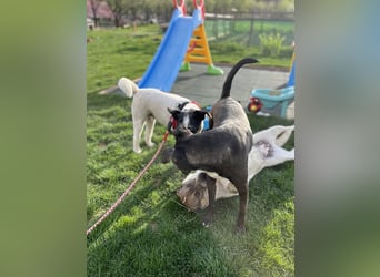 Hübsche Olive sucht ihr eigenes Körbchen