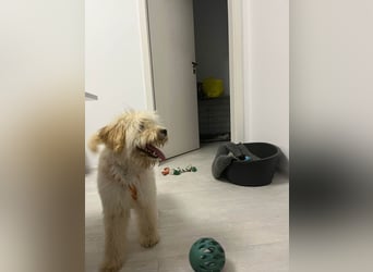 Zuckersüße Radya sucht ihr Zuhause