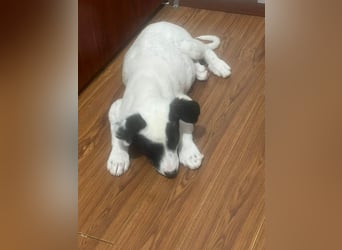 Goldige Melba sucht ihr eigenes Körbchen