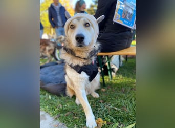 Fistic, süßer Dreibeiner, möchte auch so gerne eine Familie. Wer gibt ihm eine Chance?