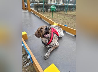 Stella hat schon viel dazu gelernt, wer gibt ihr ein Zuhause?