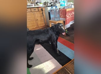 Hübsche Margo sucht ihr Körbchen