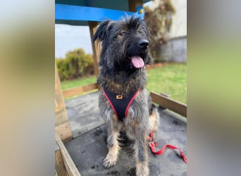 Wuscheliger Grey sucht seine Familie