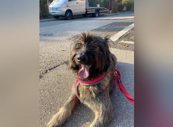 Wuscheliger Grey sucht seine Familie