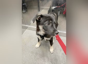 Sio, Bruder von Sally und Sully sucht auch seine Familie