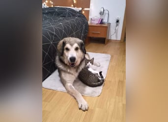 Fistic, süßer Dreibeiner, möchte auch so gerne eine Familie. Wer gibt ihm eine Chance?