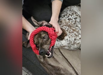 Stella hat schon viel dazu gelernt, wer gibt ihr ein Zuhause?