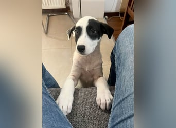 Goldige Melba sucht ihr eigenes Körbchen
