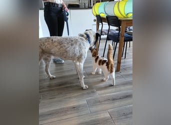 Toto sucht ein liebevolles Zuhause