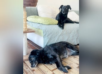 Wunderschöne Mai sucht ihre Familie