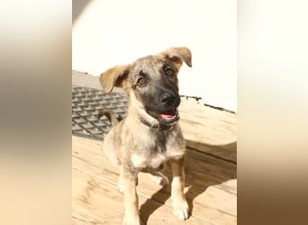 Goldige Miraya sucht ihre Menschen