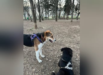 Goldige Alba sucht ihr eigenes Körbchen