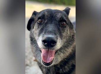 Wer gibt dem älteren Boris eine Chance auf ein Zuhause?