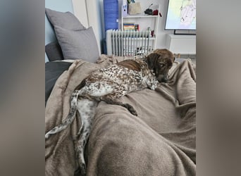 Stella hat schon viel dazu gelernt, wer gibt ihr ein Zuhause?