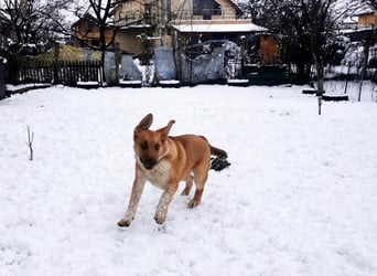 Knuffiger Toby sucht seine Familie