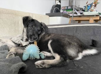 Sio, Bruder von Sally und Sully sucht auch seine Familie