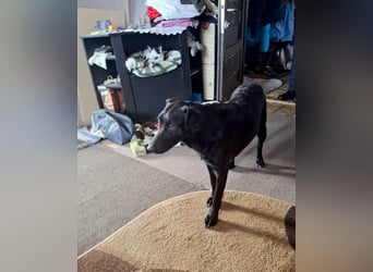 Hübsche Margo sucht ihr Körbchen