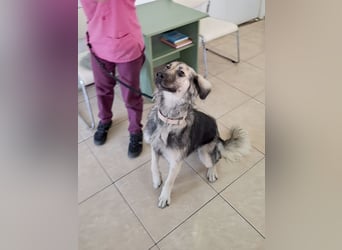 Süße Vio sucht ihre Familie