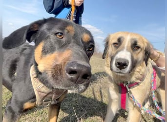 Große Odette sucht ihr eigenes Zuhause