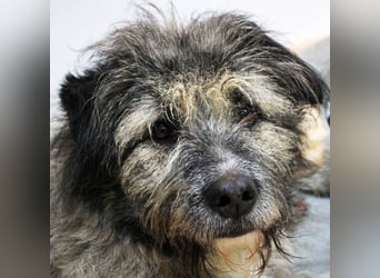 Süßer Smoky sucht liebe Familie