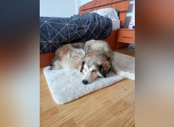 Fistic, süßer Dreibeiner, möchte auch so gerne eine Familie. Wer gibt ihm eine Chance?