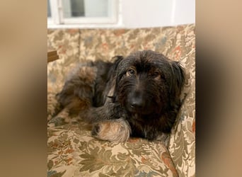 Wuscheliger Grey sucht seine Familie