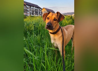 Großer Spike sucht erfahrene Familie