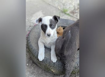 Goldige Melba sucht ihr eigenes Körbchen