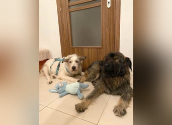 Wuscheliger Grey sucht seine Familie