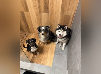 Knuffiger Boston sucht seine Familie