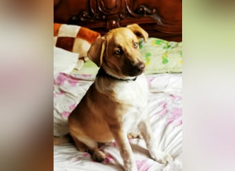 Knuffiger Toby sucht seine Familie