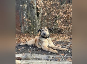 Hübscher Murphy sucht sein eigenes Körbchen